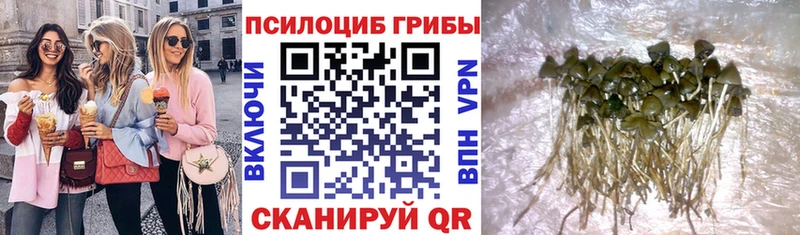 магазин    Нарткала  Галлюциногенные грибы GOLDEN TEACHER 